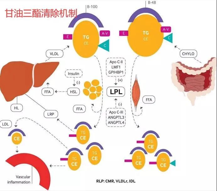 每天3粒这个小东西，甘油三酯降30%，背后的原理竟然这么简单....