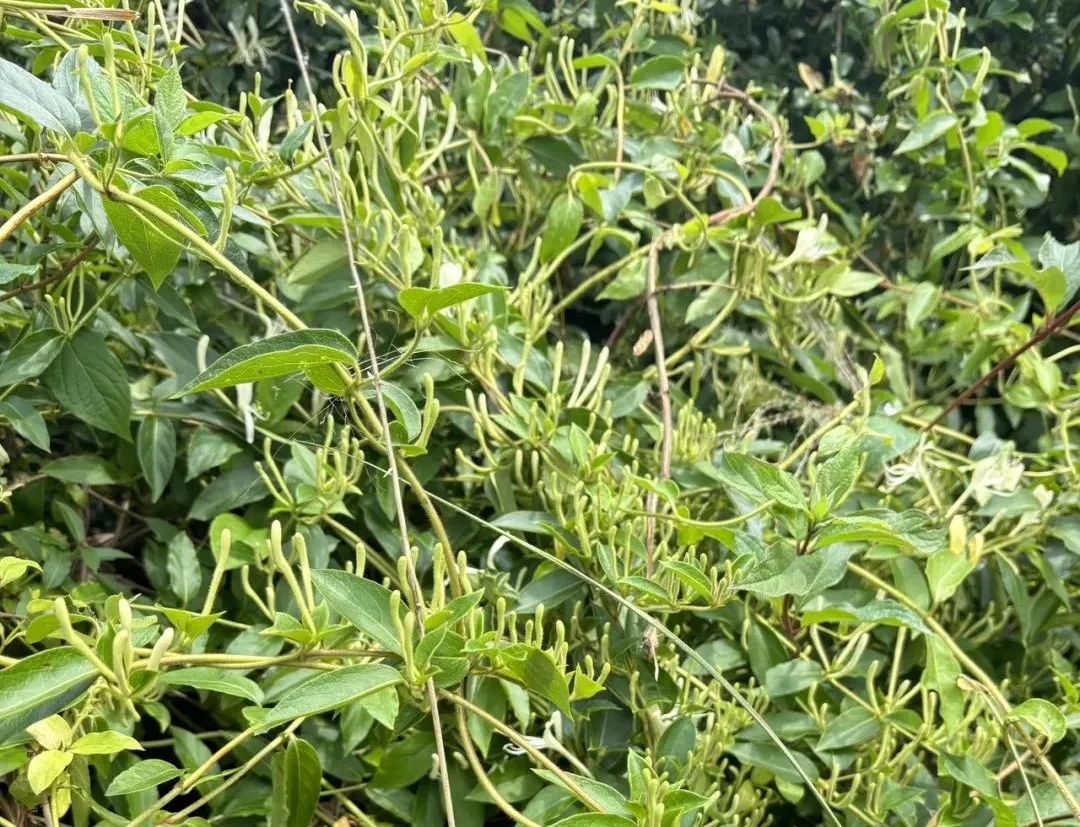 金银花：清热解毒第一花，花茶养生不可错过