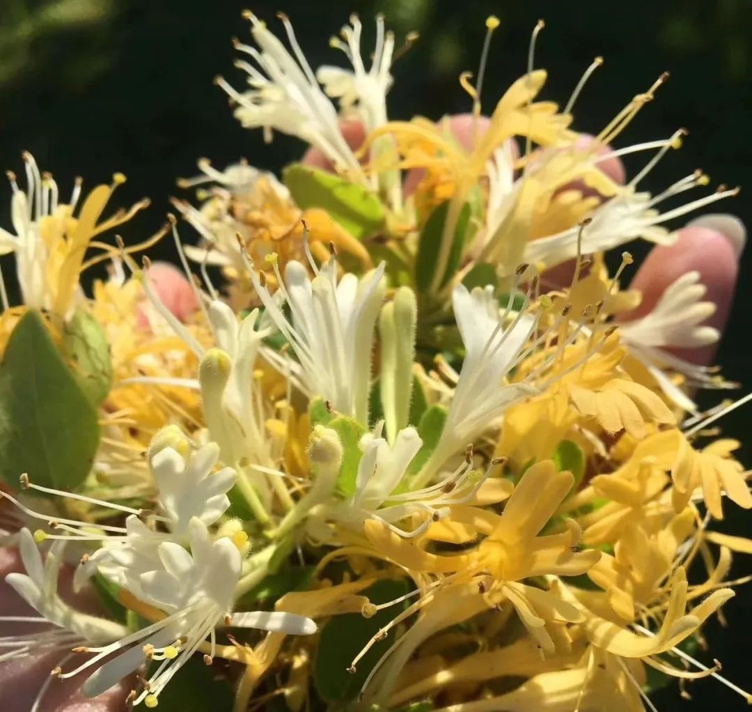 金银花：清热解毒第一花，花茶养生不可错过