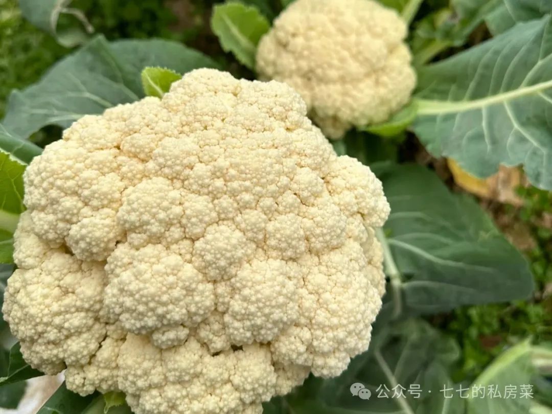 中国最护肝的十大食物