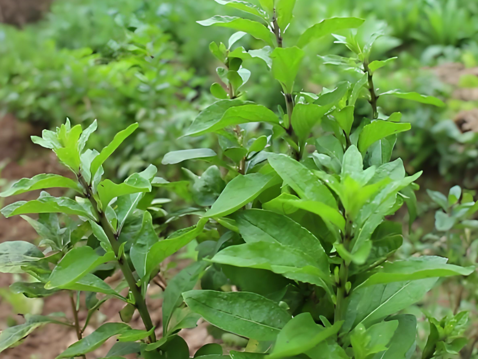 立秋之后，使劲吃这菜，它是“养肝高手”，一周吃2次，清肝排毒，营养又鲜美！