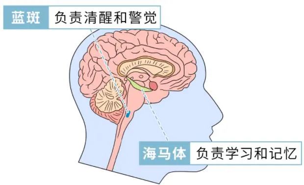 还敢熬夜吗？熬夜带来的这些伤害，都是完全不可逆的！