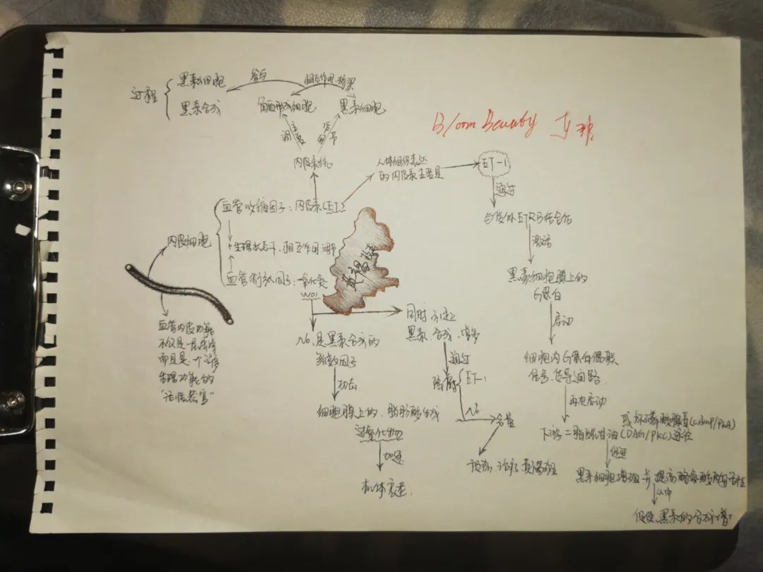 哪些因素导致了黄褐斑的产生？