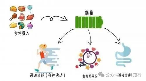 代谢下降是中年发福的主因，如何提升代谢，保持纤细身材？