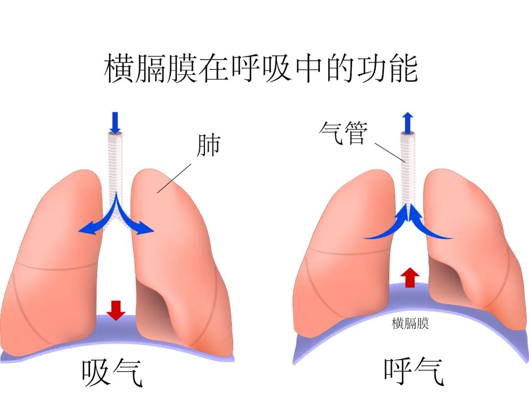 趴着午睡，是怎么毁掉你身体的