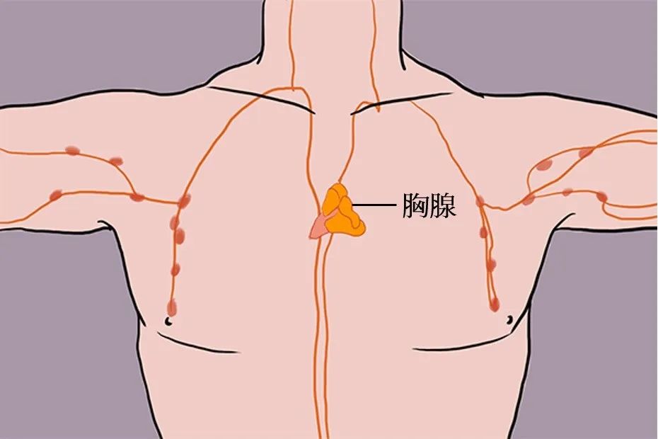 墨尔本科学家最新发现！让身体保持年轻的秘密