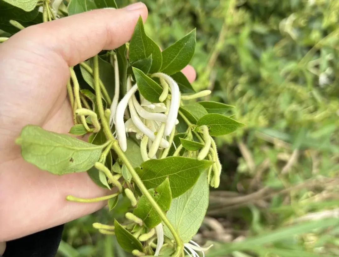 金银花：清热解毒第一花，花茶养生不可错过