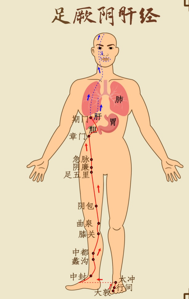 十二时辰养生法｜丑时：养肝三步助疏泄